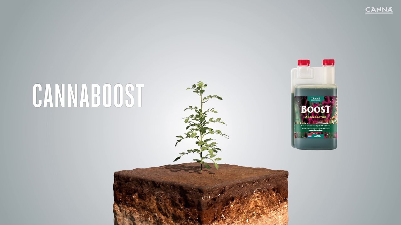 Ускоритель CANNABOOST