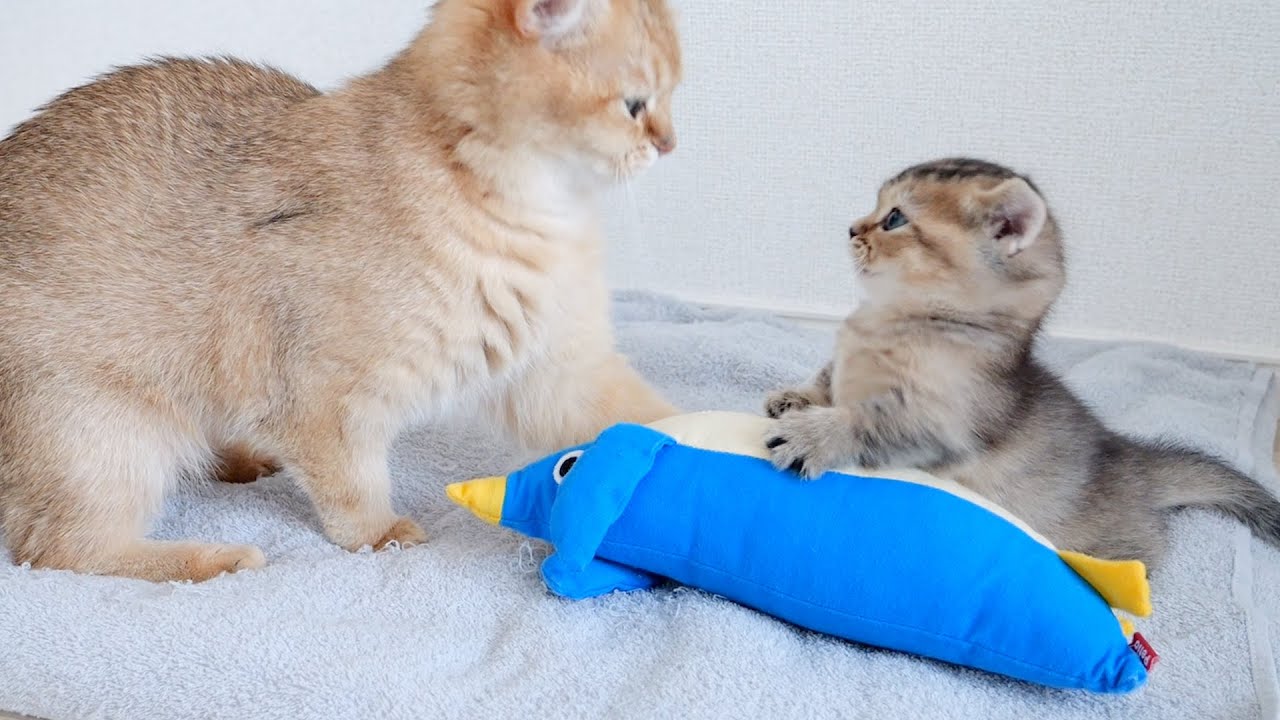 Penguin is mine!