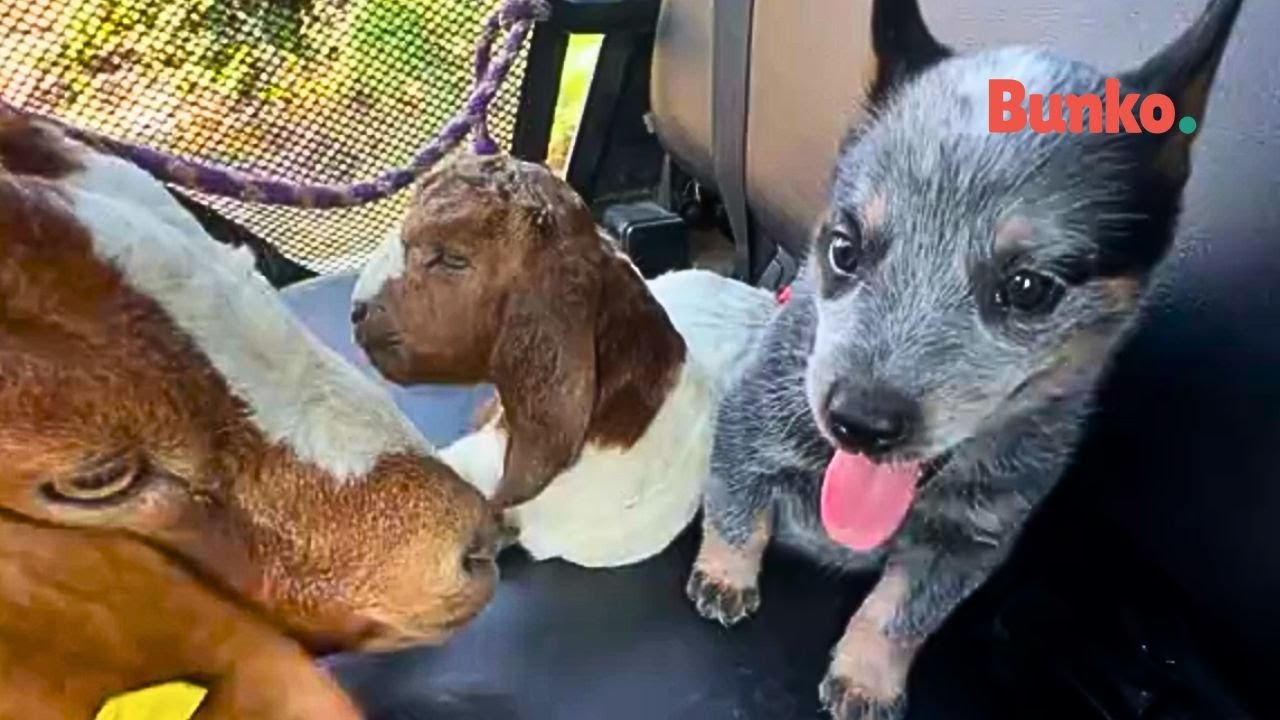 Ramoncito, el perrito granjero que pastorea a sus chivitos🐑🌾🐾
