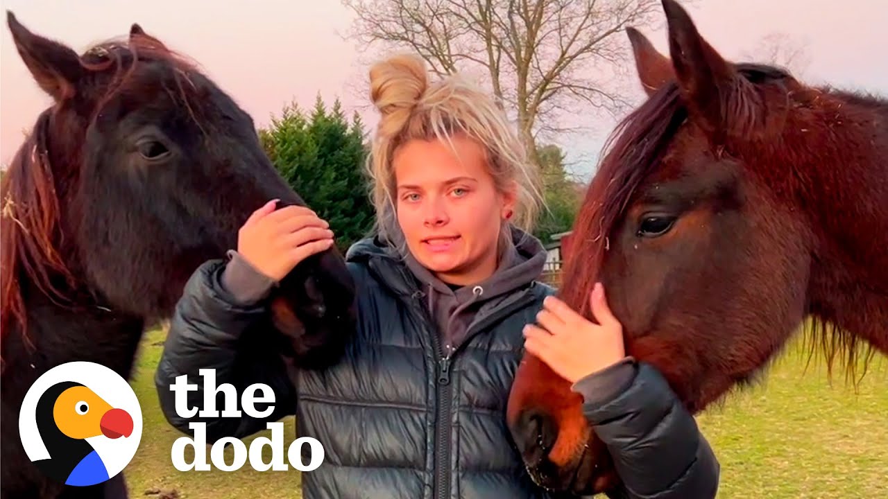 Bonded Rescue Horses Heal Each Other In The Sweetest Way | The Dodo