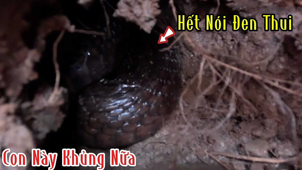 Con Hổ Mang Loại Đại Nó Vào Tới Trại Gà Nó Lột Da Luôn | Mười Thương Săn Bắt