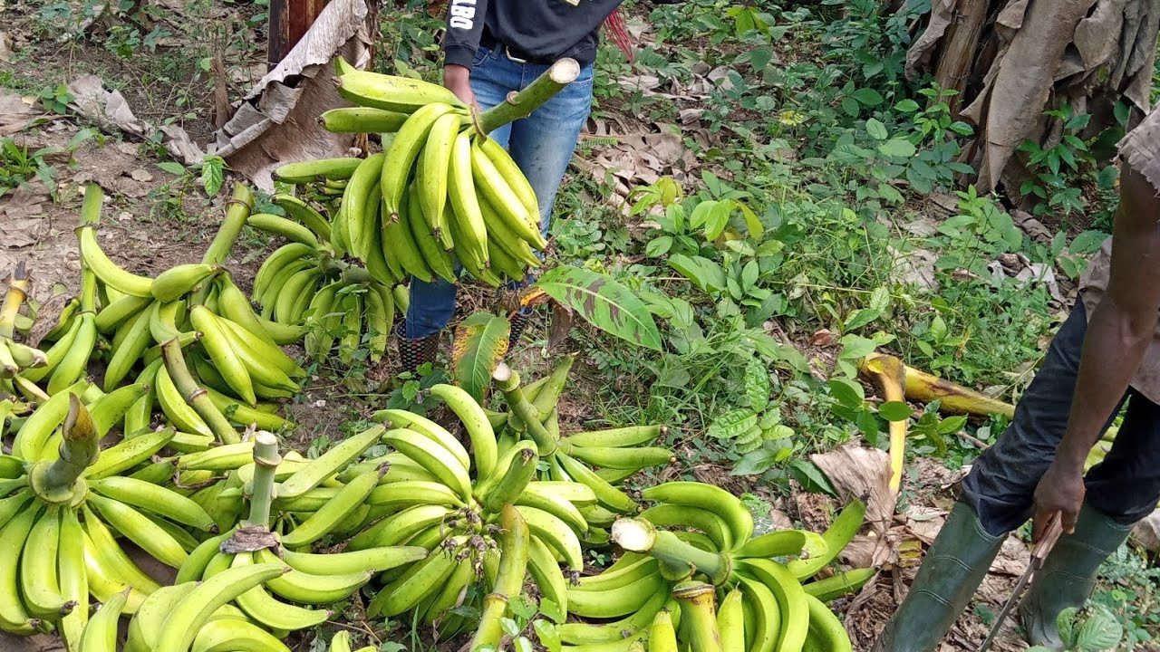 HOW TO START PLANTAIN FARMING ON A COMMERCIAL SCALE