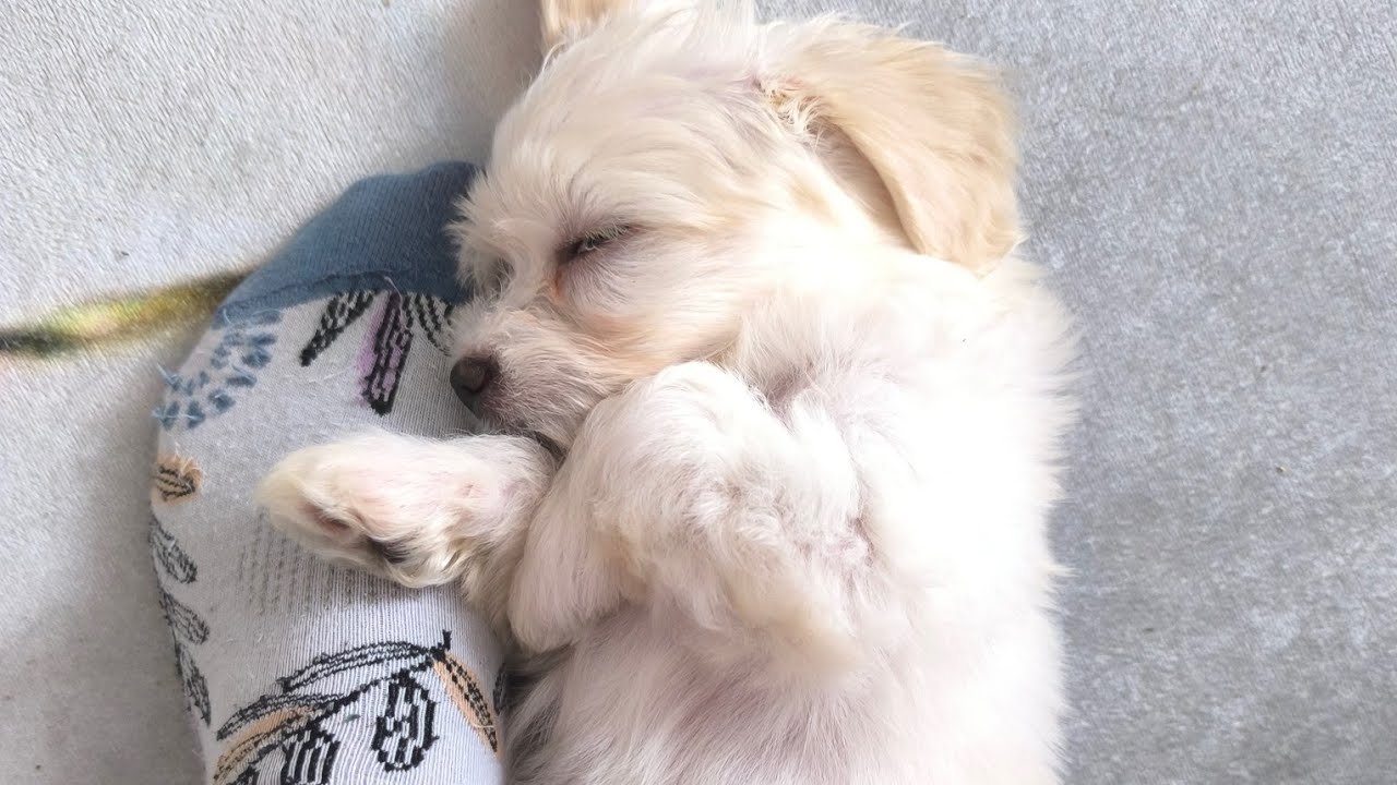 O dulceață -Archie