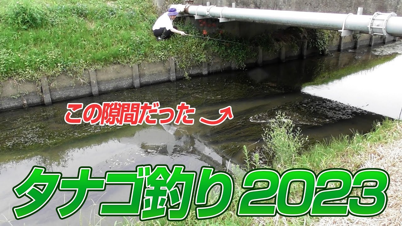 【タナゴ釣り】ビックカネヒラ奇跡の結末2023 ／佐久間一行