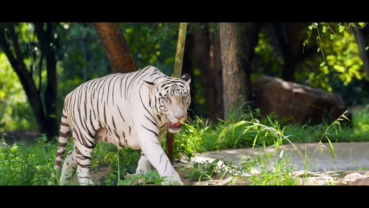 A Day at Tirupati Zoo- Official Documentary