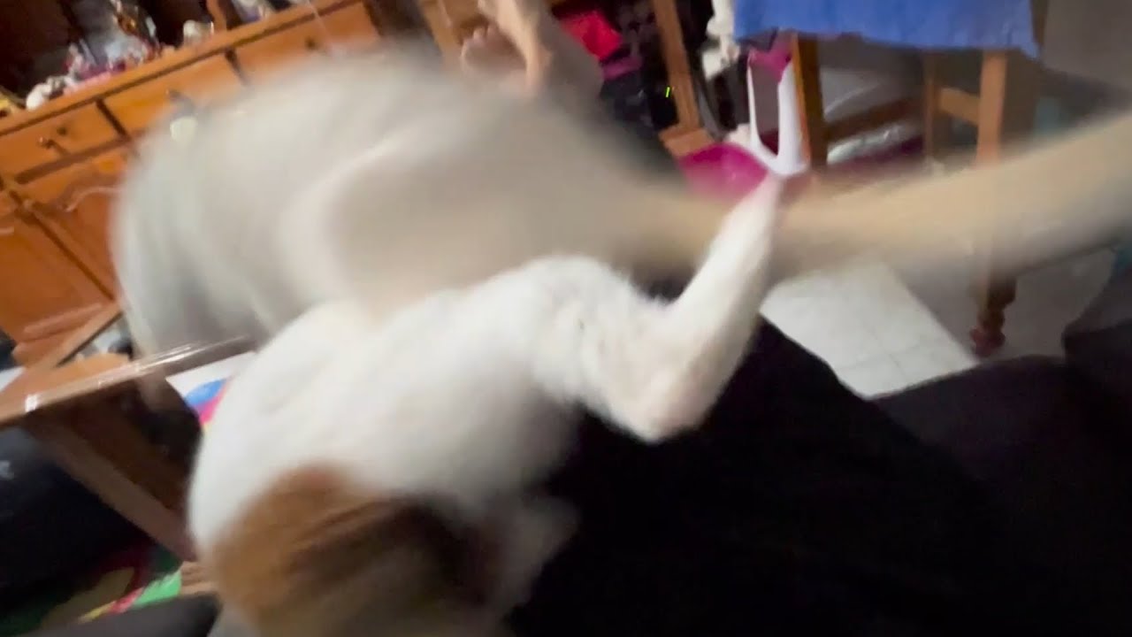 【すいこがしつけに失敗した瞬間】The moment Suiko failed to discipline the kitten