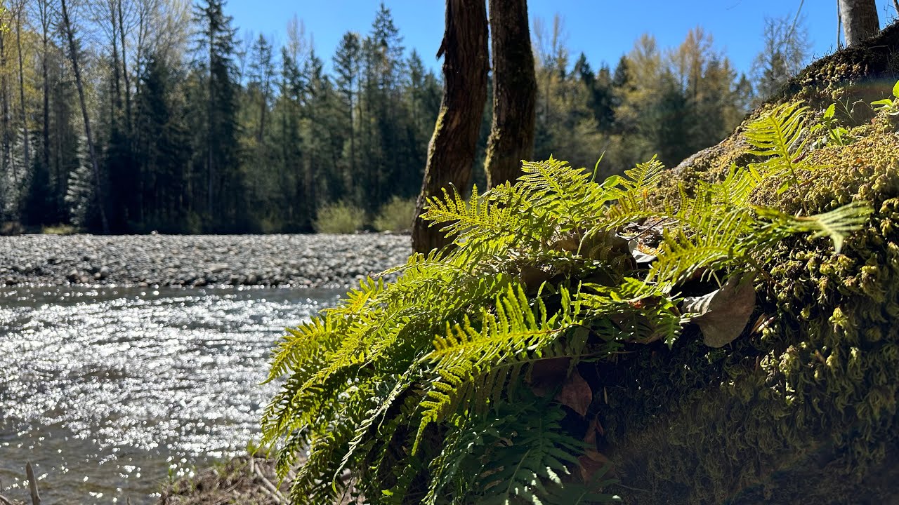 Top Bridge & Englishman River Regional Park