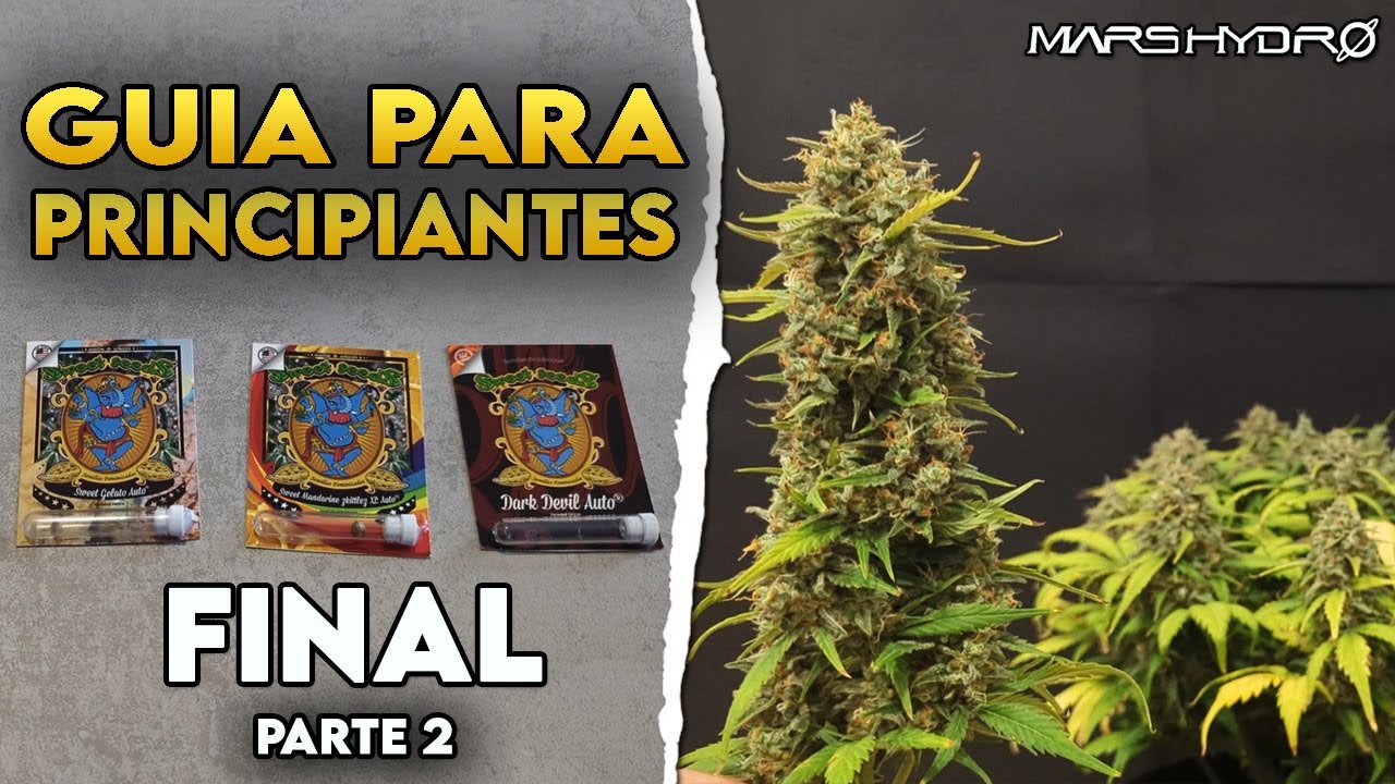 Cultivo para principiantes | FINAL: Cosecha total y peso en seco | PARTE 2 | Mars Hydro FC3000-EVO