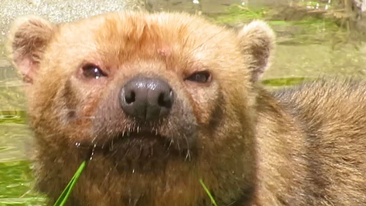 ヒロマルの声🐕信じられない美しさ🎶ヤブイヌ♂3才【東山動植物園】