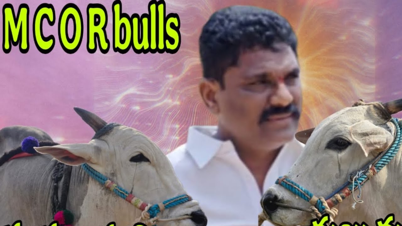యాడికి గ్రామం సీనియర్స్ విభాగానికి 1వ జత MCOR BULLS