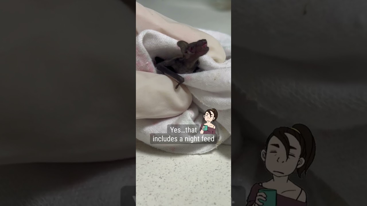 Meet Dobby the new born microbat! #bat #wildlife #animal #flyingfox #rescue #rehabilitation #batbaby