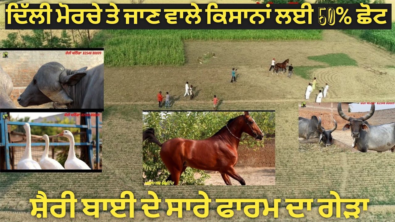 ਸ਼ੈਰੀ ਬਾਈ ਦੇ ਸਾਰੇ ਫਾਰਮ ਦਾ ਗੇੜਾ ਫੀਸ 51 ਹਜਾਰ