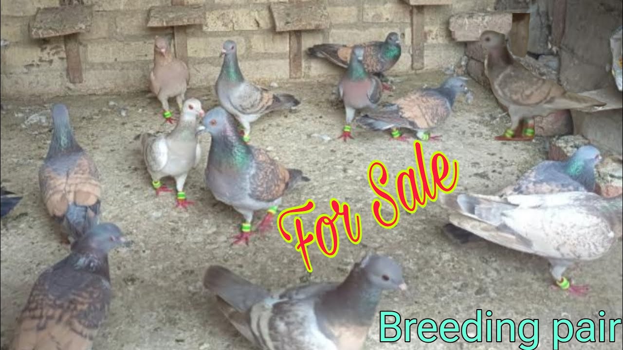 Lalban chekar breeding pair for sale in Amroha. Arshad bhai 7465003023