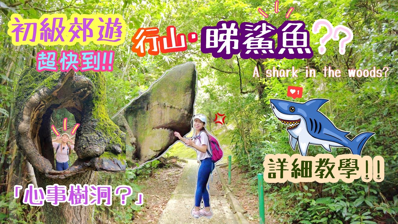 【香港行山好去處】輕鬆去「睇鯊魚」🤡⁉️半小時到😻途經「空心樹」打卡📸A shark in the woods?!