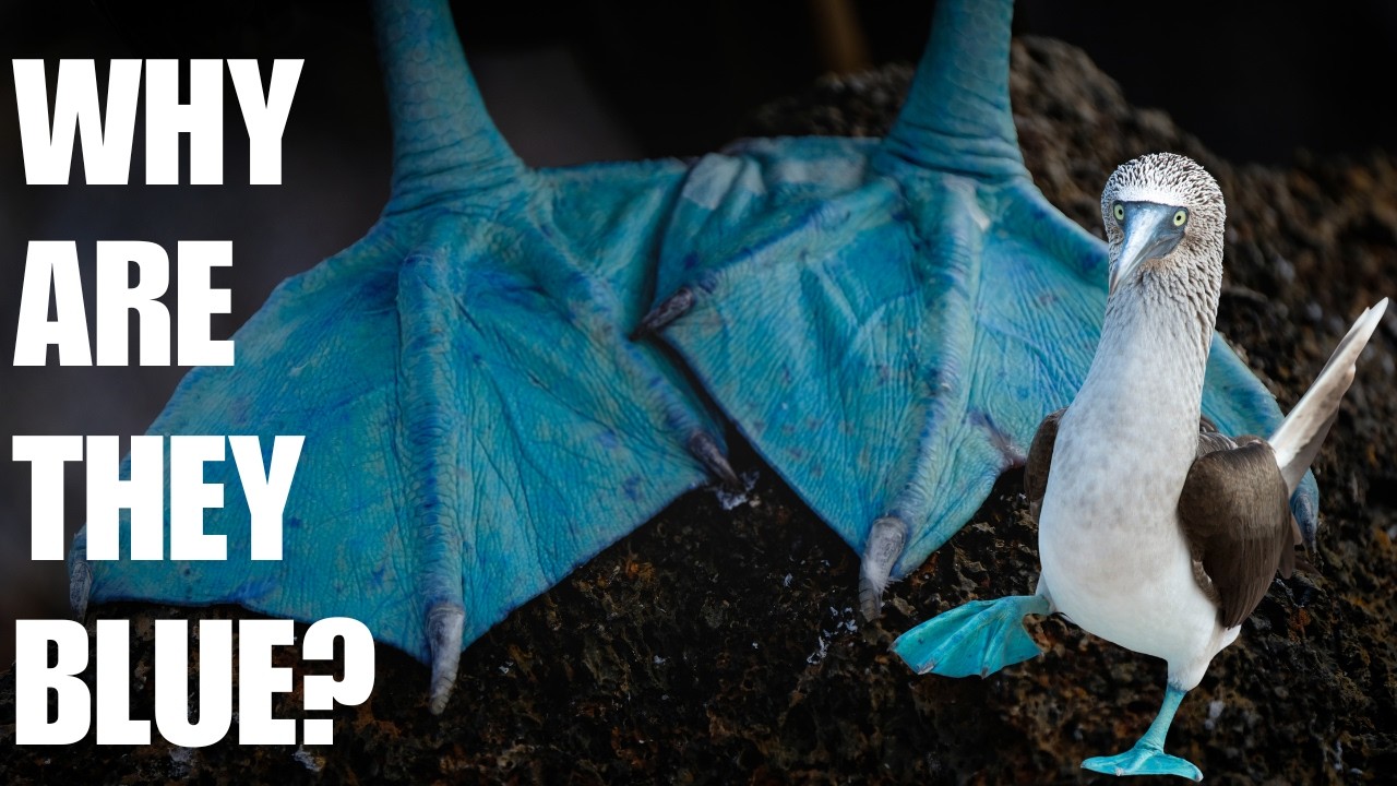 The Science Behind the Brightest Feet in the Animal Kingdom