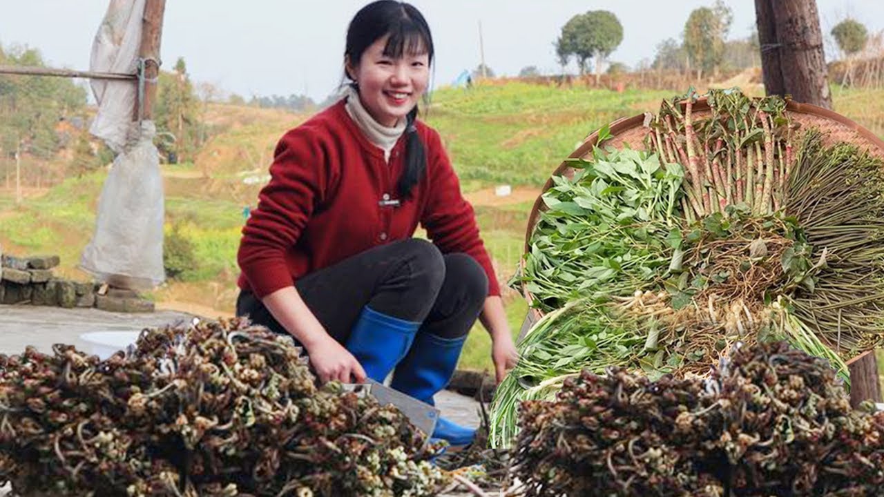 山里人都忙著採野貨，野生山菜之王去收購站賣，輕鬆月入8000賺翻了！ 【燕麥行遊】