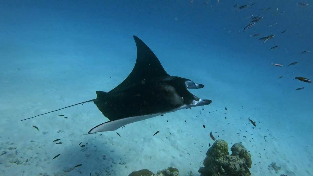 Swimming with manta rays at Nika island in 2026