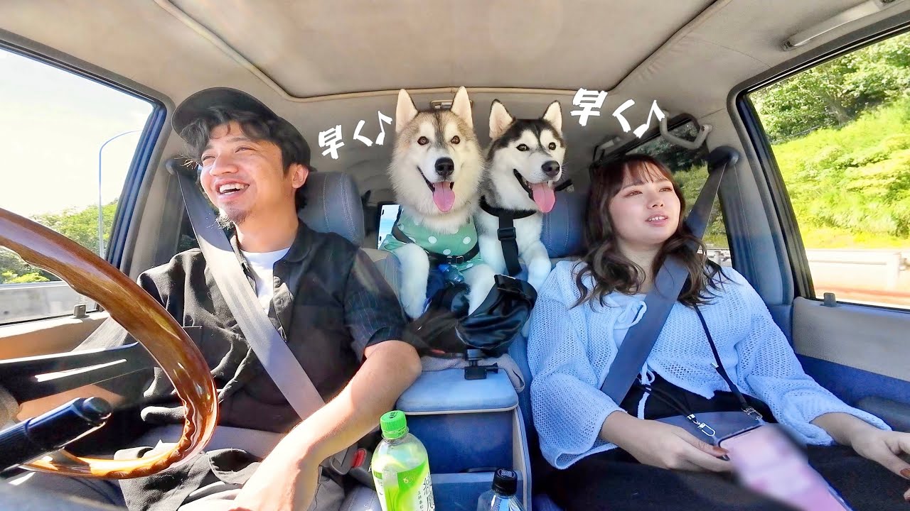 【3兄弟】久々のお泊まりにウキウキと文句が止まらないハスキー兄弟ww 【シベリアンハスキー】