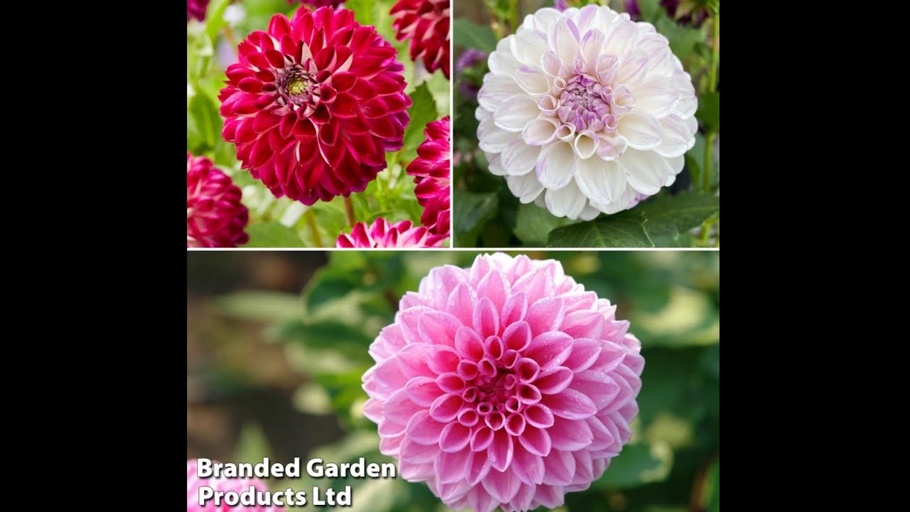 How to plant Dahlia tubers | Dahlia series Ep 1 | Garden Ideas & DIY