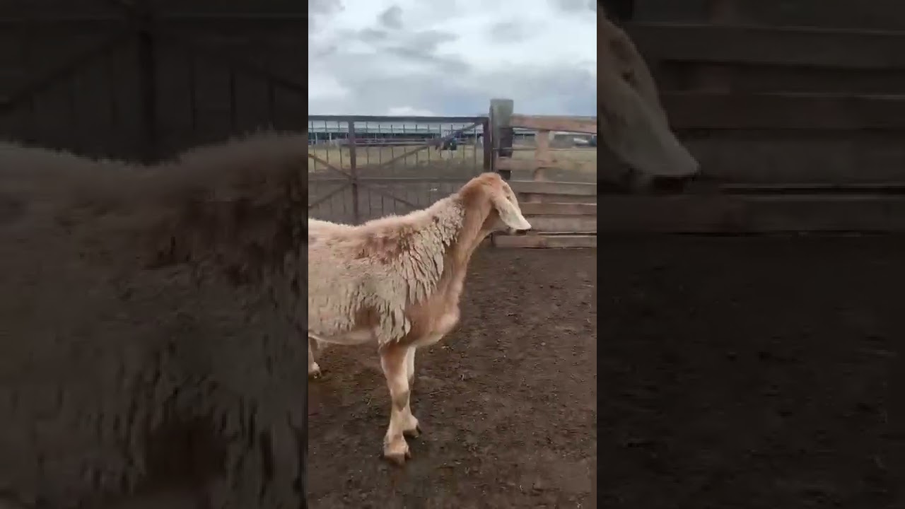 кочкор по кличке Султан 👍