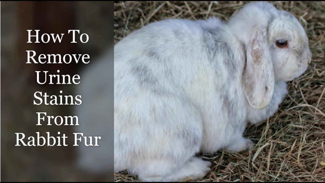 How To Remove Urine Stains From Rabbit Fur