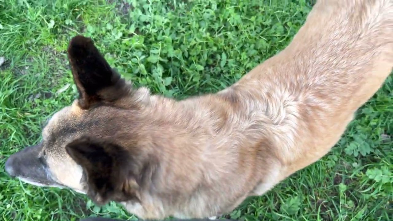Nos Encontramos una Perra Abandonada 💔😿