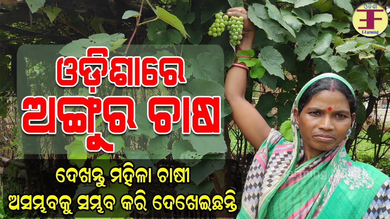 ଓଡ଼ିଶାରେ ଅଙ୍ଗୁର ଚାଷ ସମ୍ଭବ ହୋଇ ପାରିଛି (Grape farming in odisha).