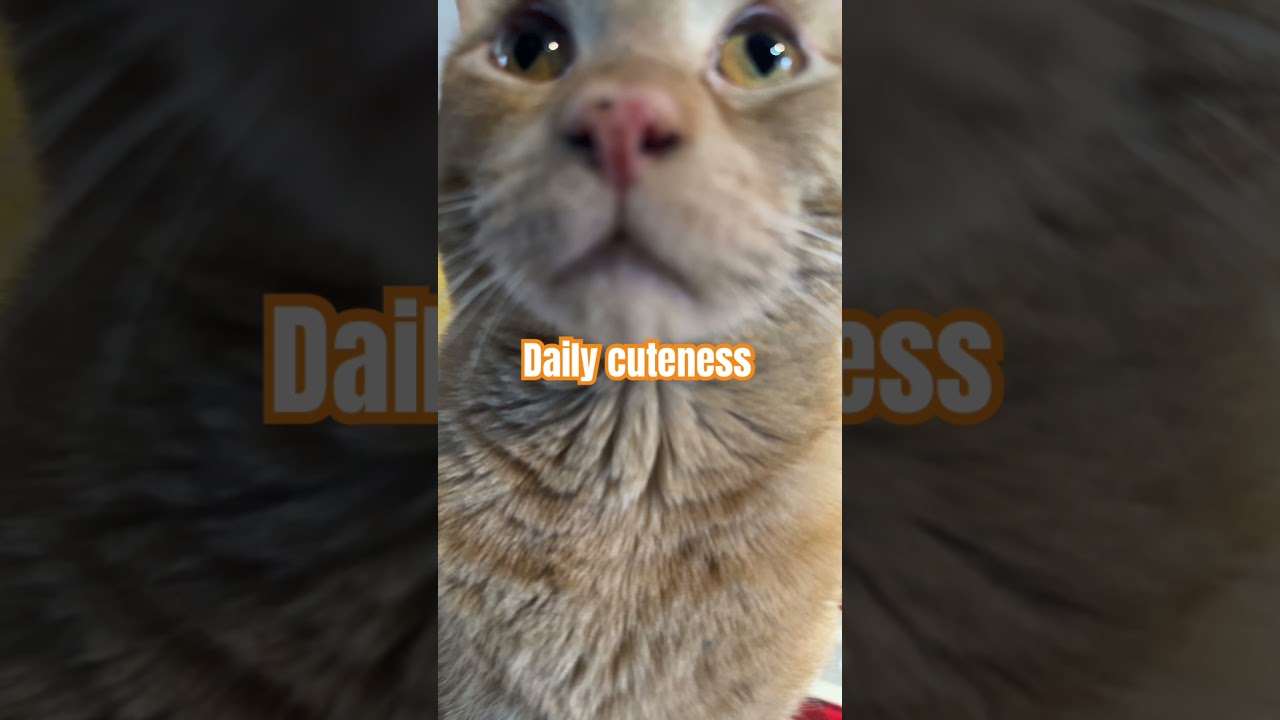 #dailycuteness