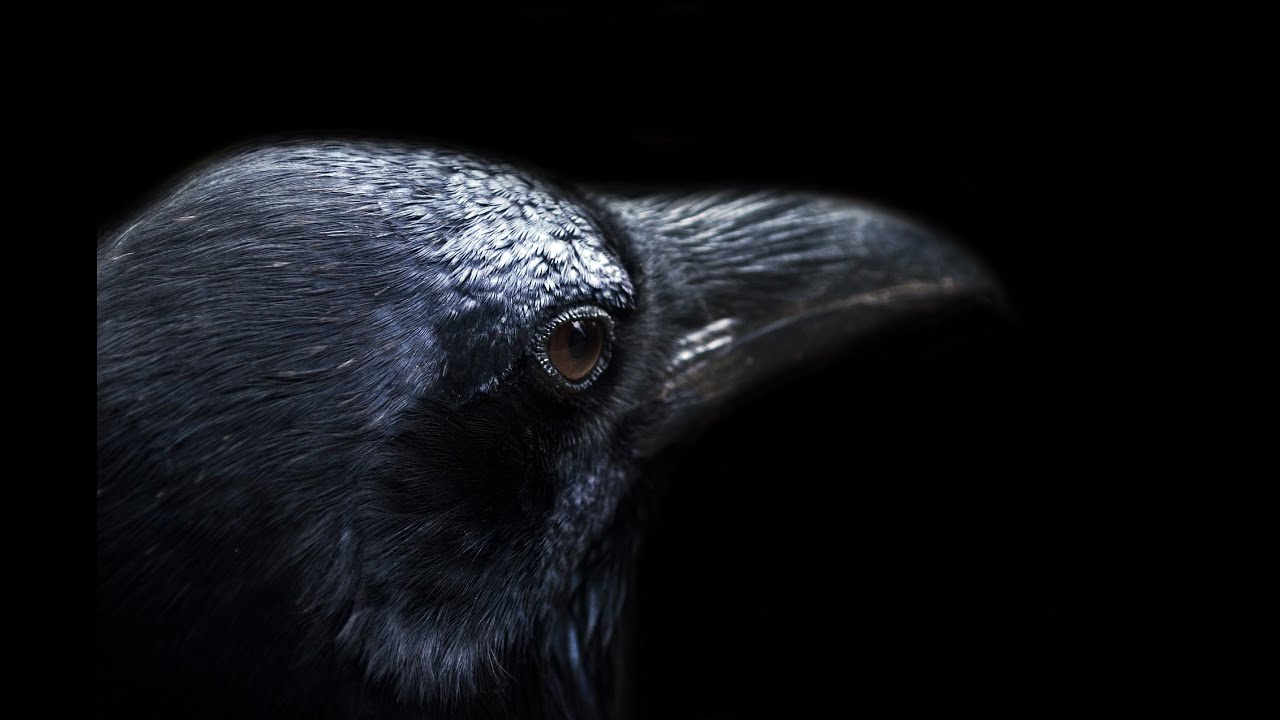 El cuervo - Edgar Allan Poe (traducción de Julio Cortázar)
