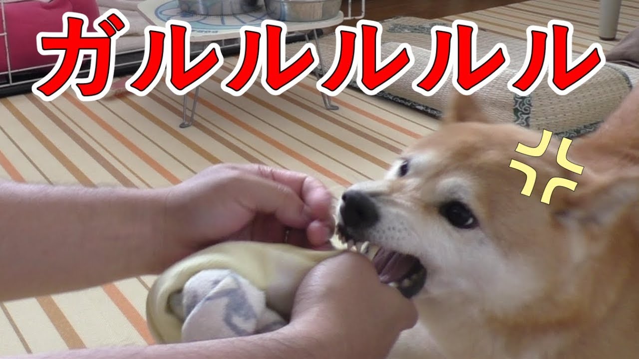 柴犬小春　【激おこ】行水シャンプー後のタオルがどうも気に入らないWashing Shiba Koharu outdoors