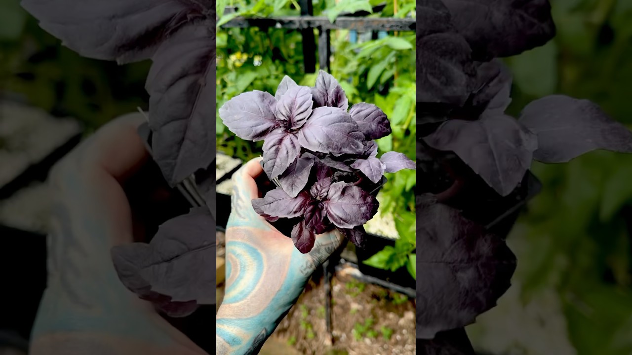 BLACK BASIL 🌿 #paulstingray #gardening