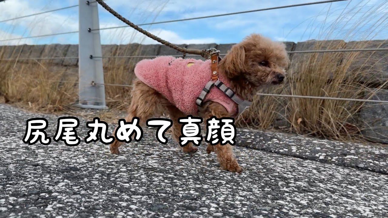 散歩に行きたいと騒いだ犬、外が極寒すぎて10秒で後悔