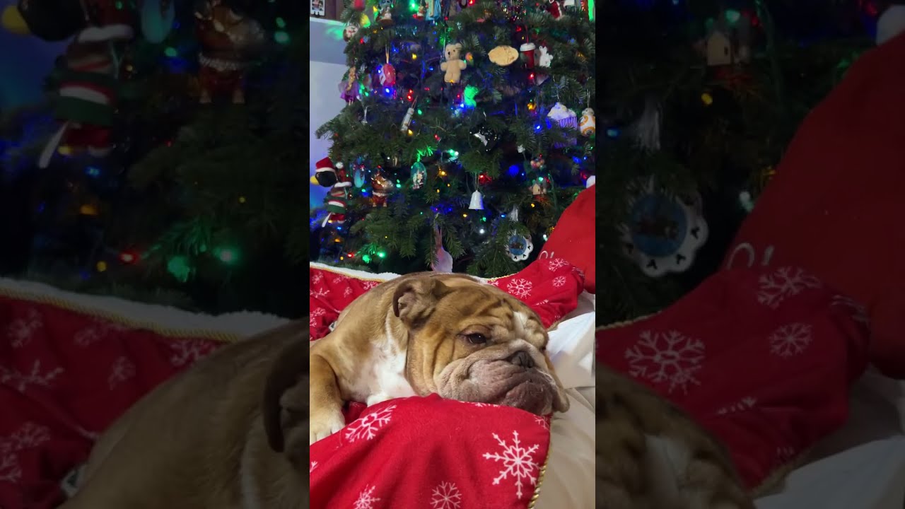 Abuana Bulldogs is live!