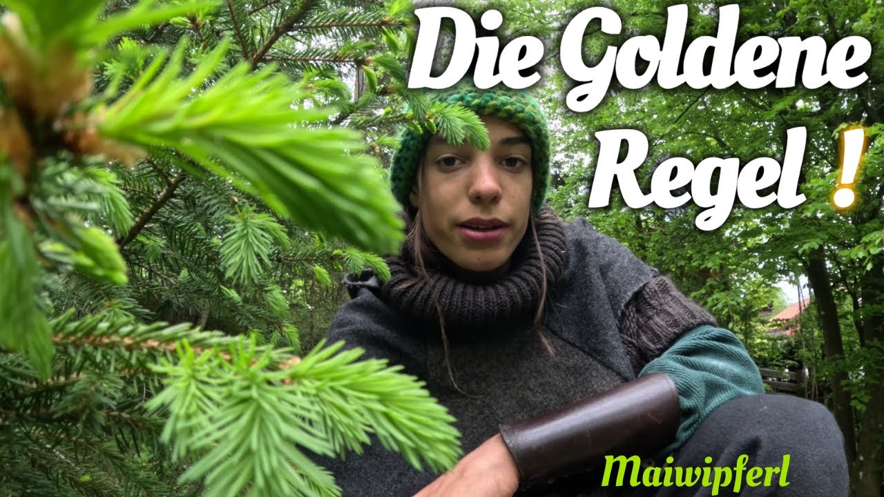 Das weiß leider fast niemand über die Maiwipferl (Fichtenspitzen)