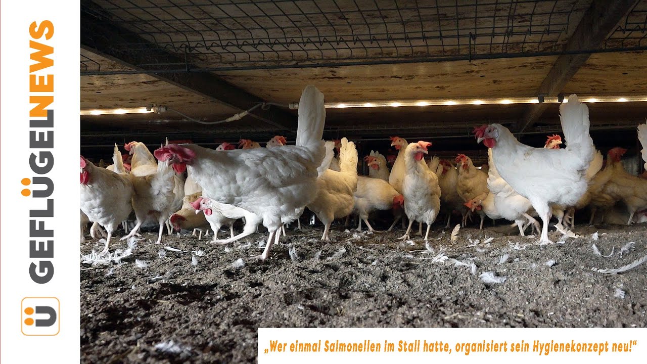 „Wer einmal Salmonellen im Stall hatte, organisiert sein Hygienekonzept neu!“