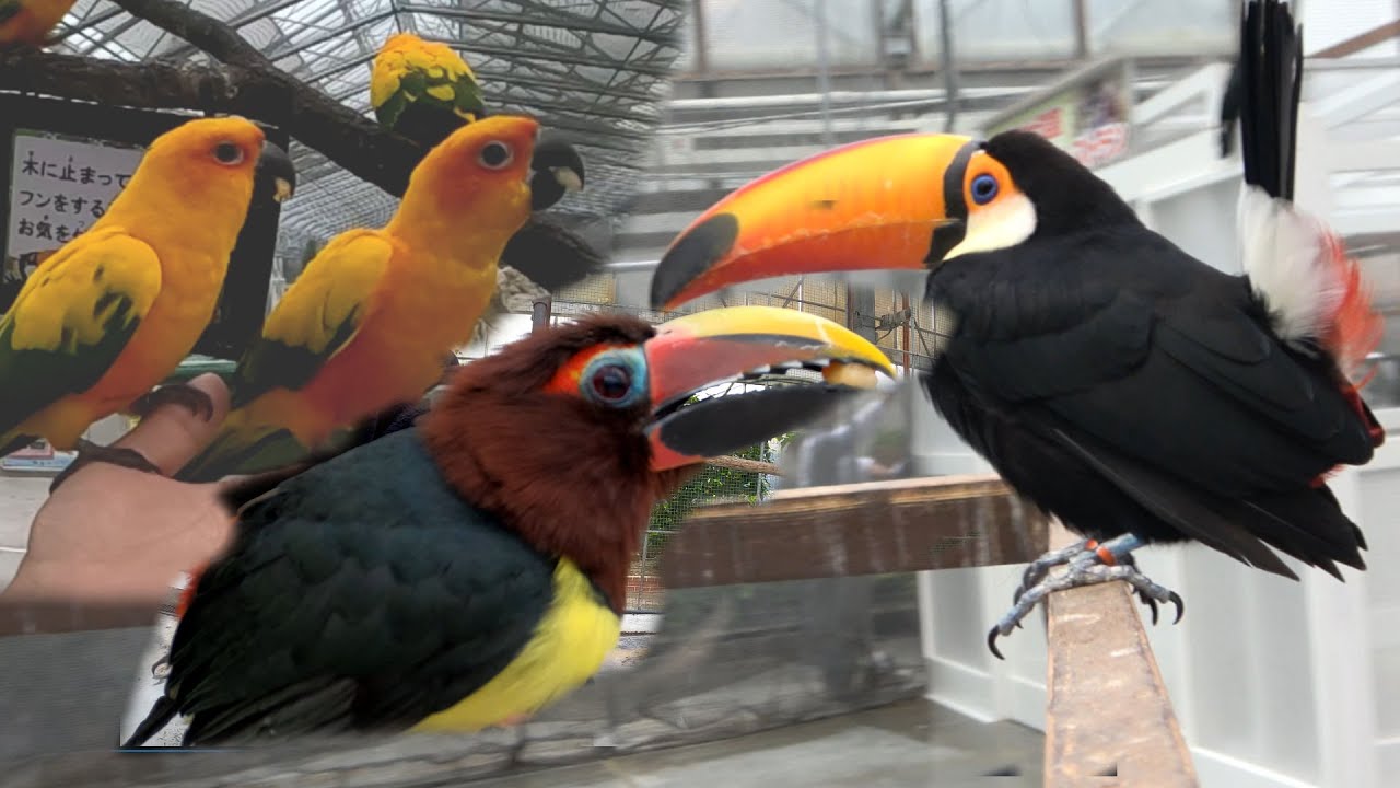 オニオオハシの大ゲンカ、コガネメキシコインコ、クラハシコウ、チャミミチュウハシ、独眼 片目のキムネチュウハシ、タカ、フクロウ 静岡県 掛川花鳥園