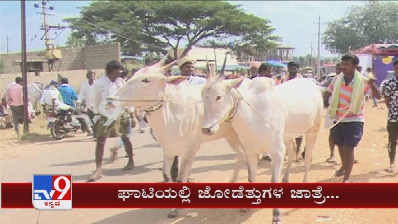 More Than 100 Hallikar Bulls Pairs Group In Ghati Subramanya Jathre