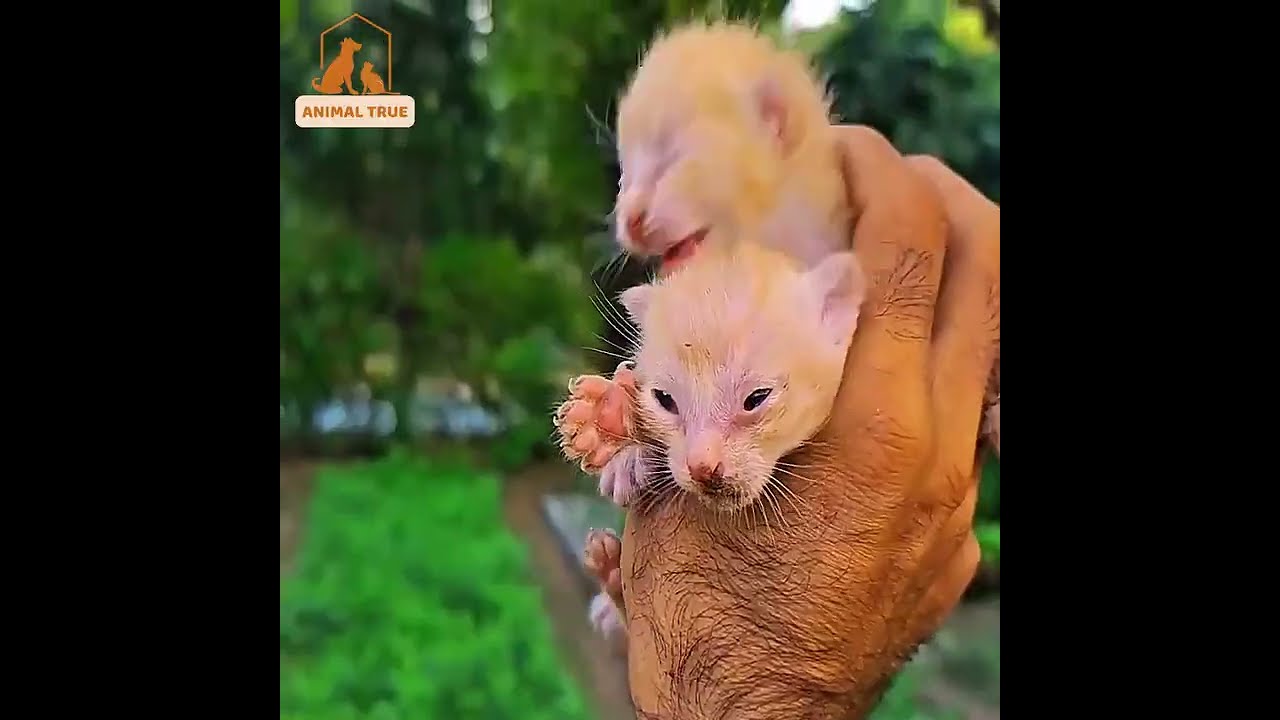 Спасаем новорожденных котят на улице, у некоторых еще не открылись глаза 😭😭😭😭 #кошки #животные #в...