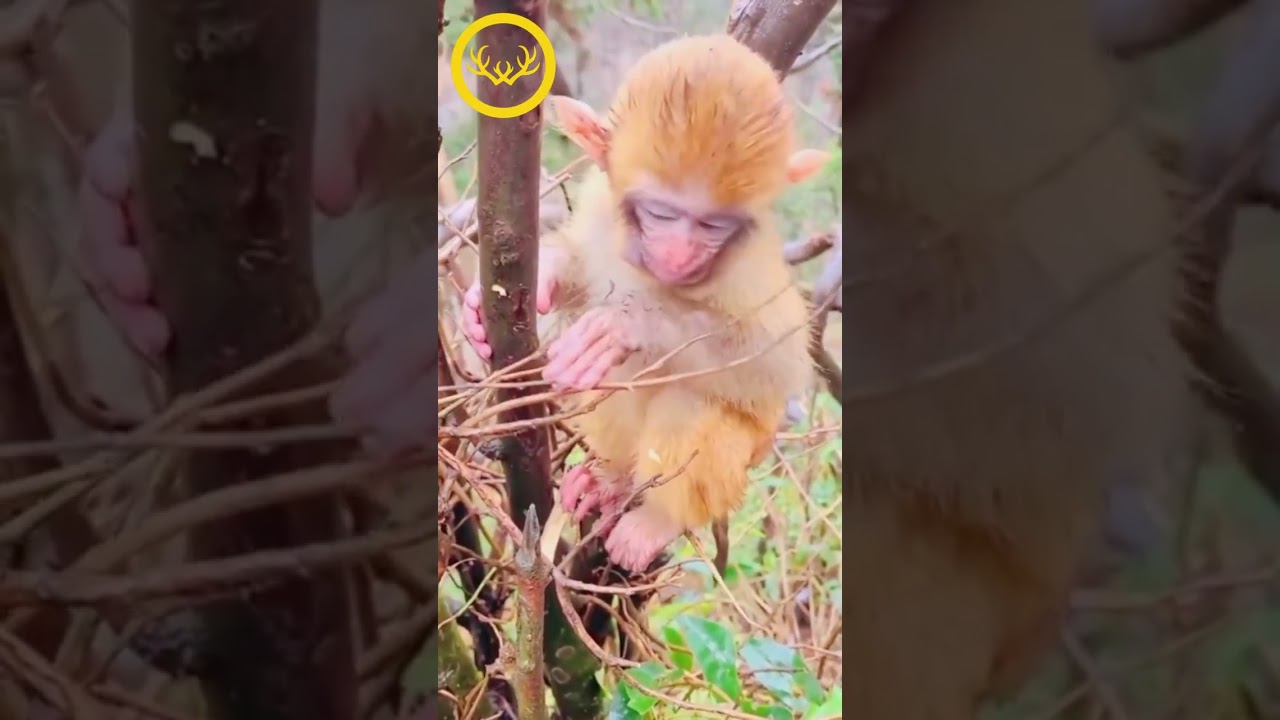 baby monkey abuse cruelty video #114 #shorts #animals #animalrescue #monkey