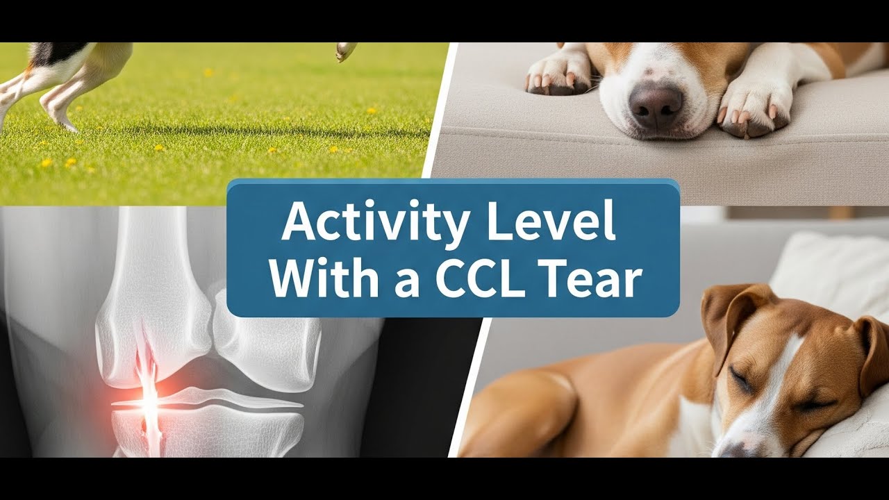 Activity Level With a CCL Tear