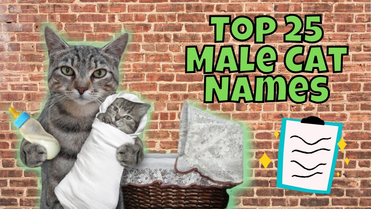 Top 25 Most Popular Male Cat Names