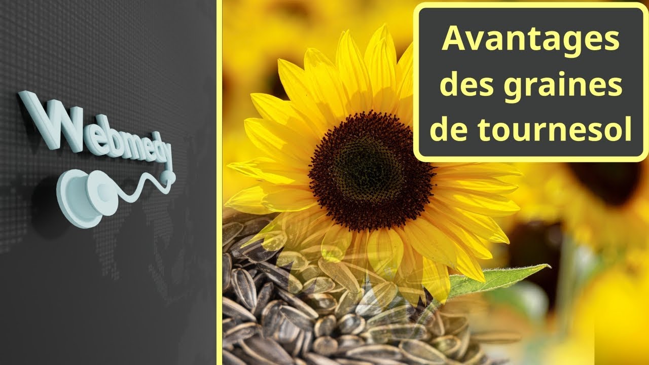 Les graines de tournesol sont-elles bonnes pour vous ? | Avantages des graines de tournesol