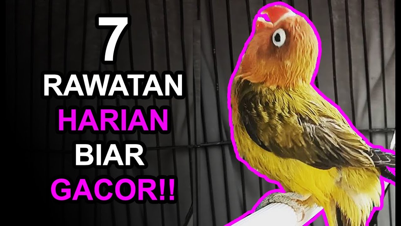 7 Perawatan LOVEBIRD HARIAN Supaya Ngekek Panjang dan Gacor
