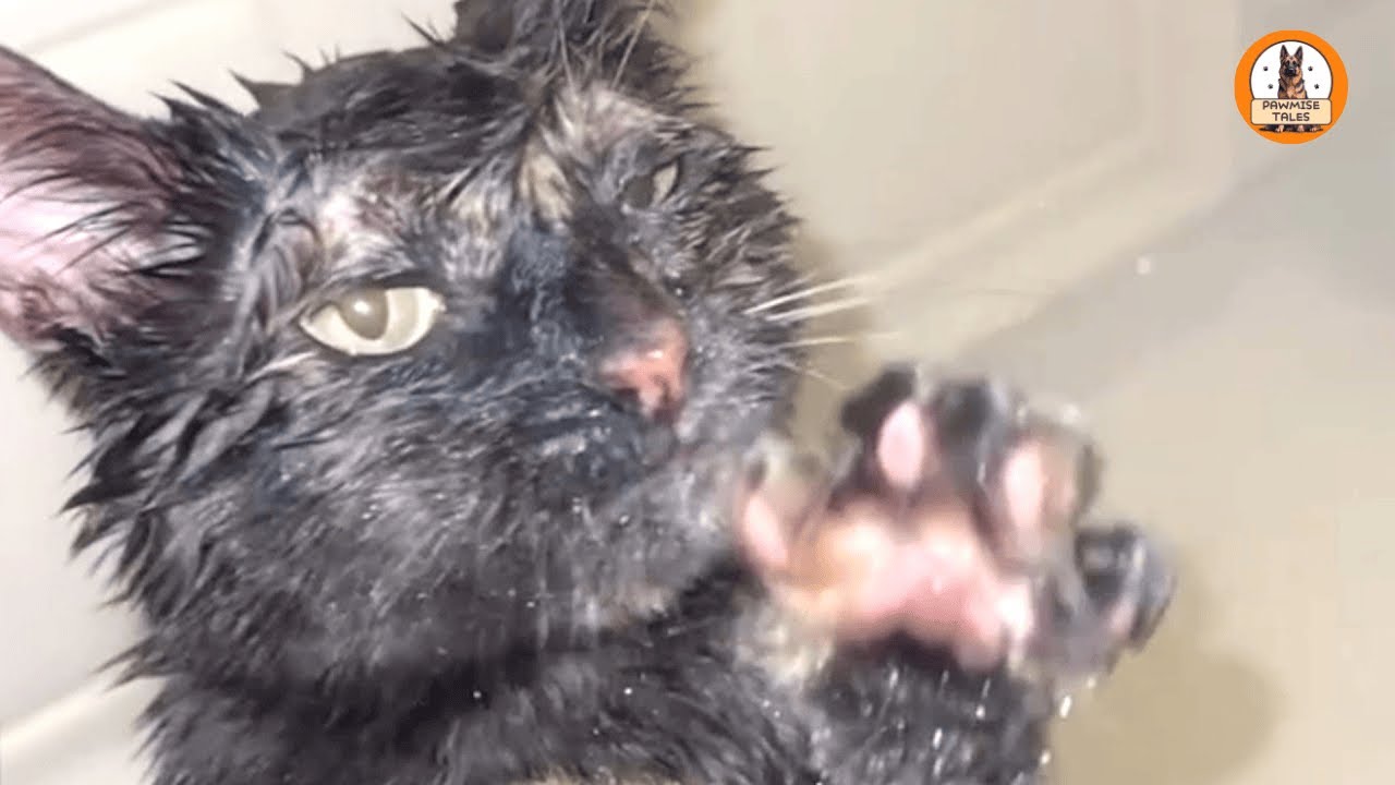 This Rescue Cat Runs Into the Shower Every Time &mdash; and I Think I Know Why
