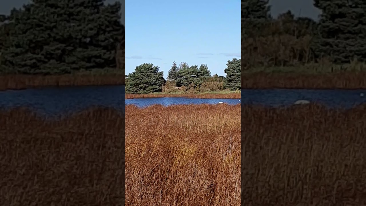 Salt marsh and dune slack.