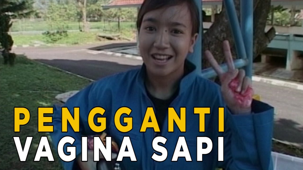 Ternyata ada vagina sapi buatan untuk mengambil sperma sapi yang berbibit unggul | JELAJAH