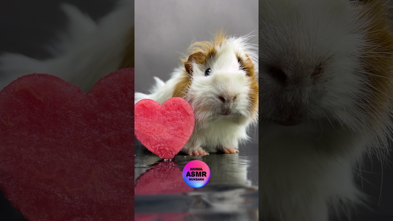 ASMR Mukbang Guinea Pig Eats Watermelon & Stares at the camera ❤️ #asmreating #mukbang #asmr