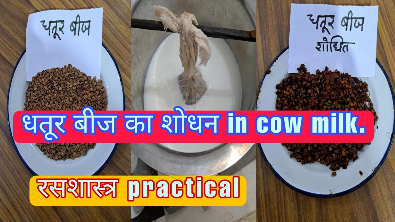 धतूर बीज का शोधन in cow milk.  #ayurveda #rasashastra_practical #second_year