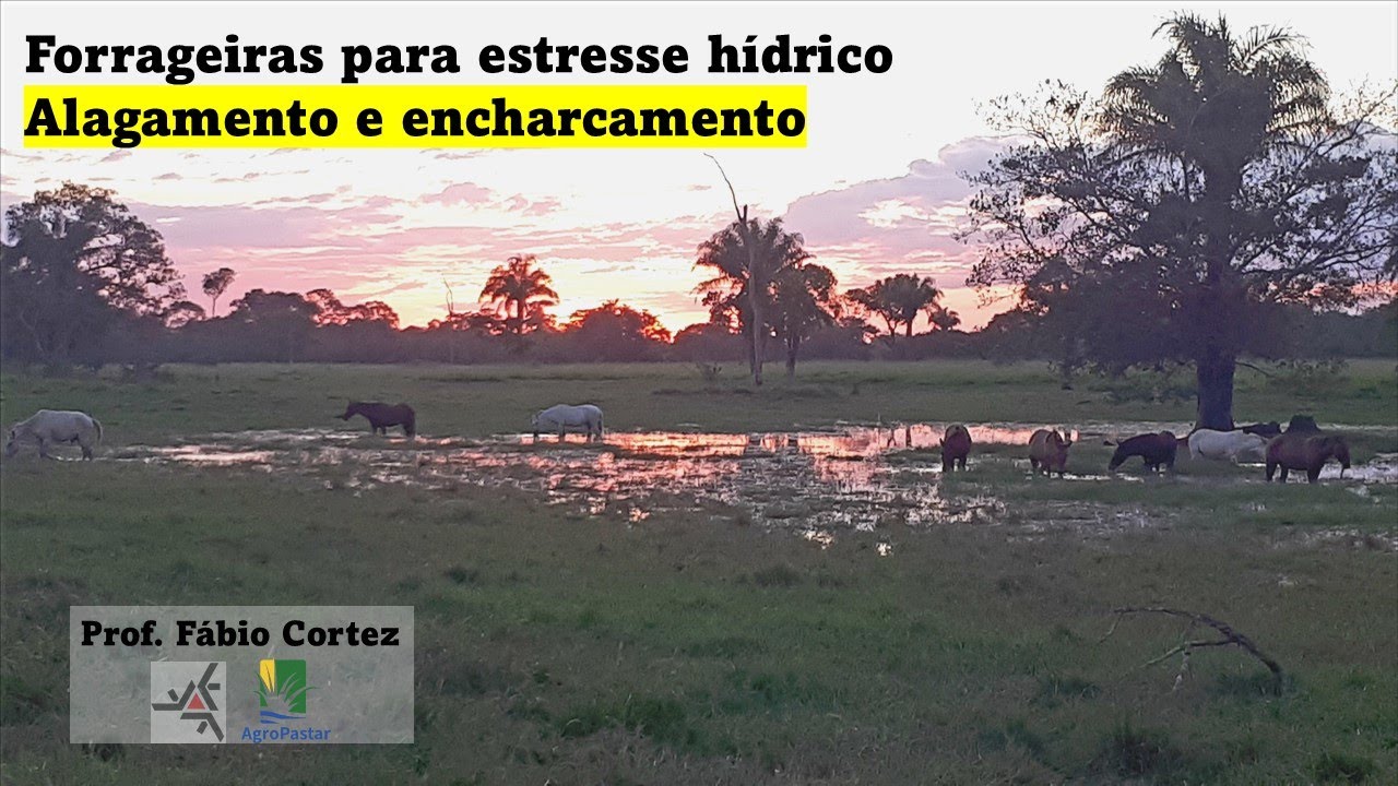 Plantas forrageiras para áreas com encharcamento e alagamento temporário do solo