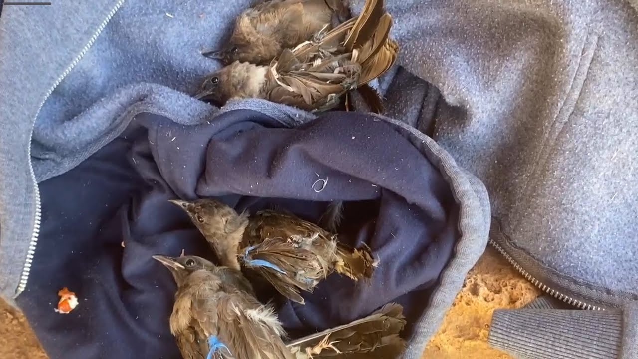 تتمة الفيديو السابق خرجة لصيد صغار البلبل المغربي بتاريخ 12/07/2025